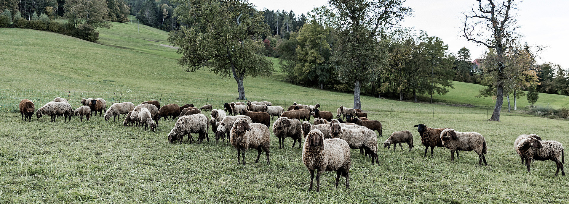 Staudingergut - Weide